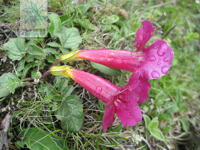  p>藏波罗花为紫葳科矮小宿根草本植物.