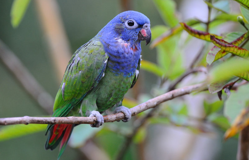 p>蓝头鹦哥(学名 i>pionus menstruus/i)是 a href>鹦鹉科/a