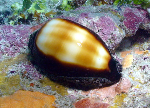  p>酒桶宝螺(学名:talparia talpa talpa)又名是