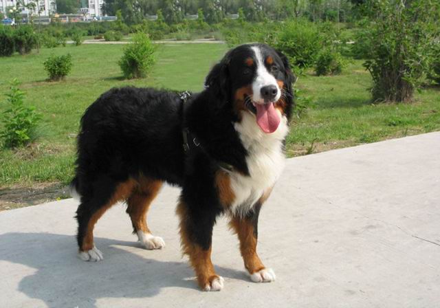 bernesemountaindog