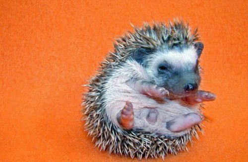  p>刺猬是属于猬亚科(erinaceinae)的一类猬形目哺乳动物的统称,共有5