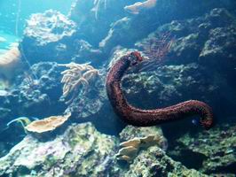 埃迪卡拉生物群