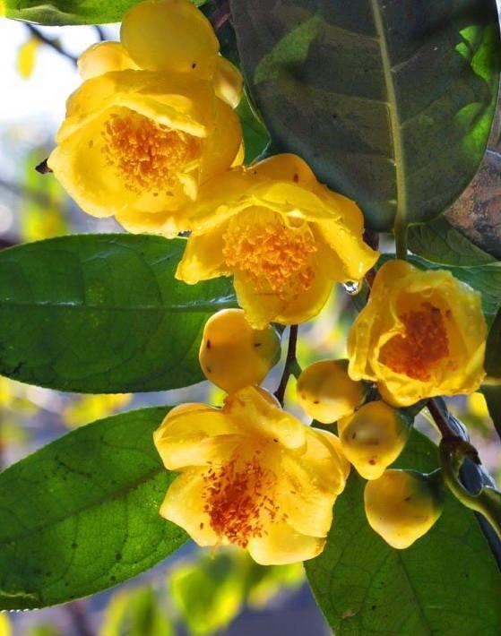  p>金花茶属于 a target="_blank" href="/item/山茶科/3223880" data