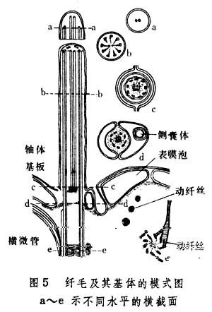  p>原生动物门(protozoa)是 a target="_blank" href="/item/原生生物