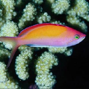  p>爆火鱼是 a target="_blank" href="/item