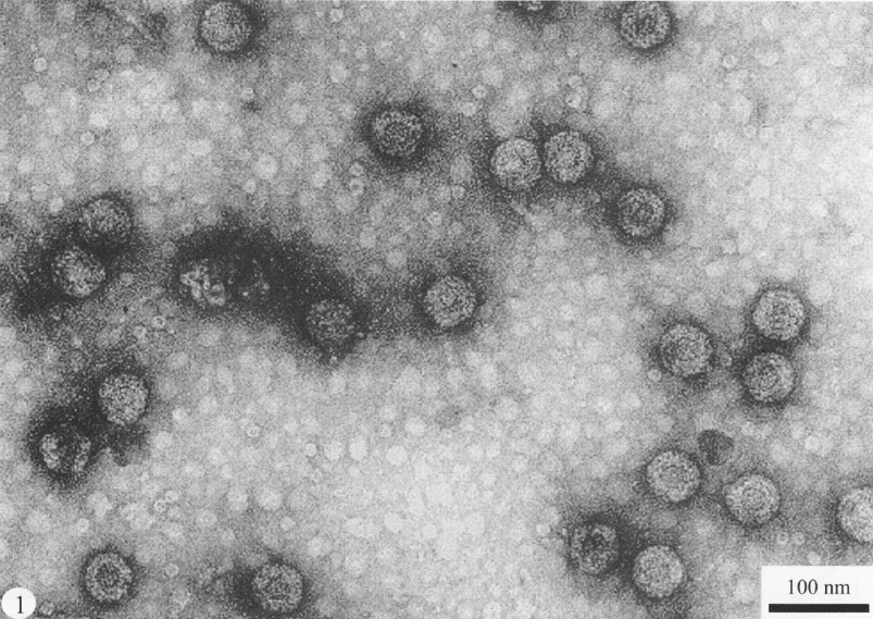 的病毒粒子为等轴状,无 a href="#" data-lemmaid="7949319">包膜 /a>
