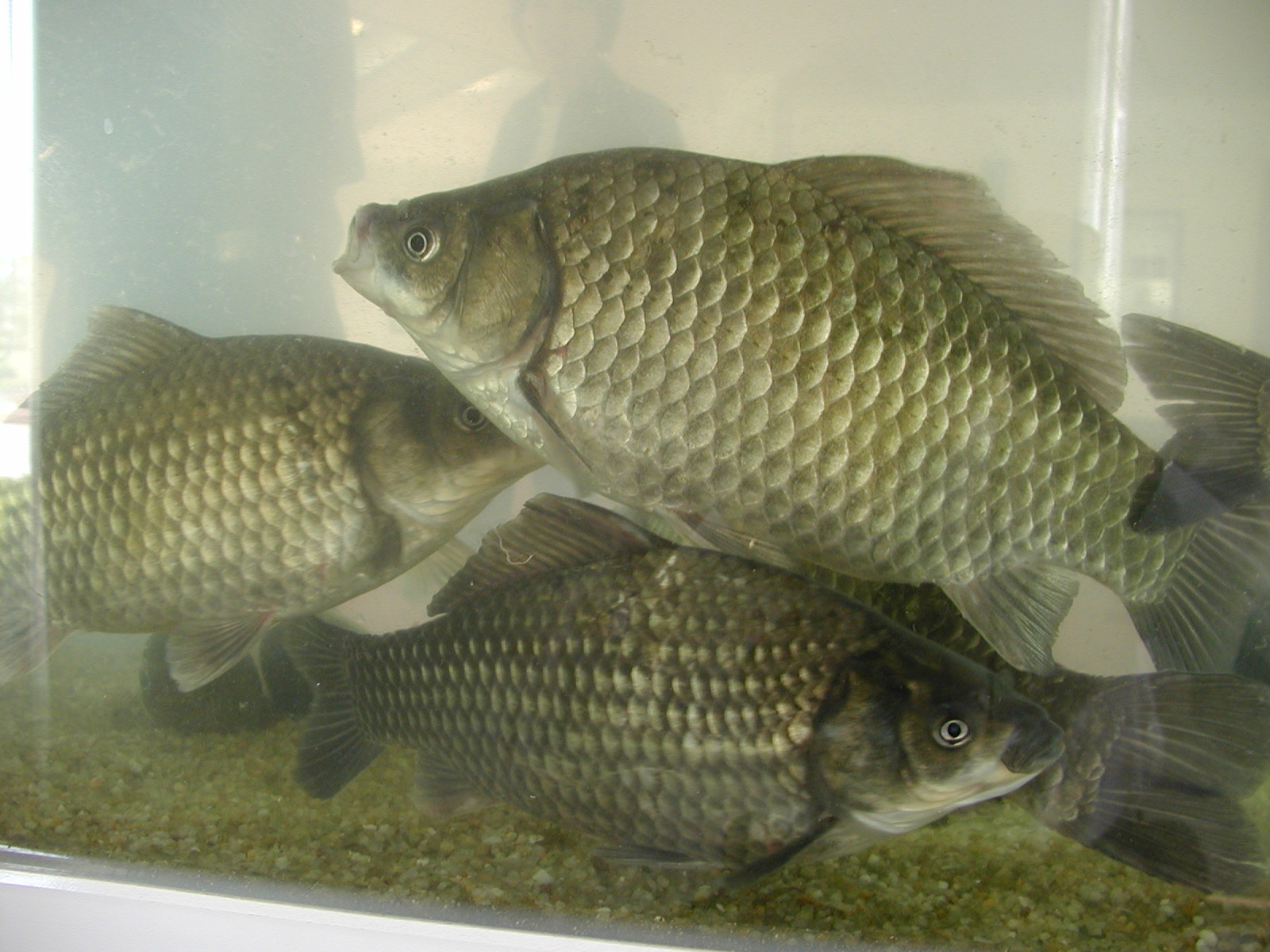 >洞庭青鲫〔 i>dongtingking crucian carp /i>〕,与普通鲫统称为鲫鱼
