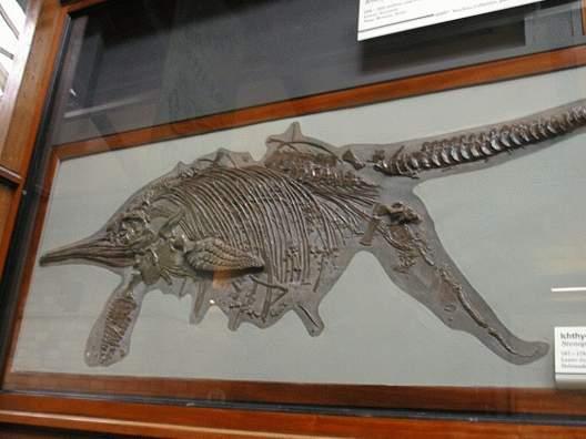  p>大眼鱼龙( i>ophthalmosaurus /i>)是 a href="#" data-lemmaid="