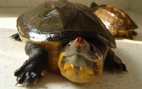 chiapas giant musk turtle