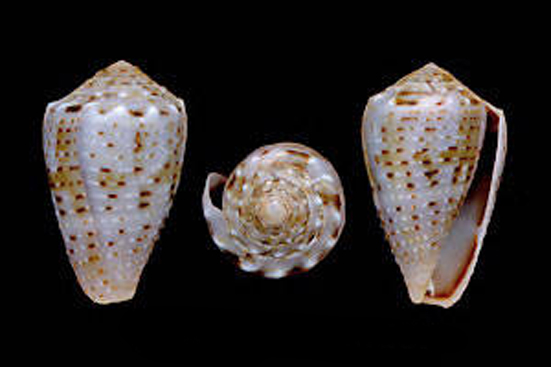  p>花冠芋螺(学名:miliariconus coronatus)壳较粗短,质厚.