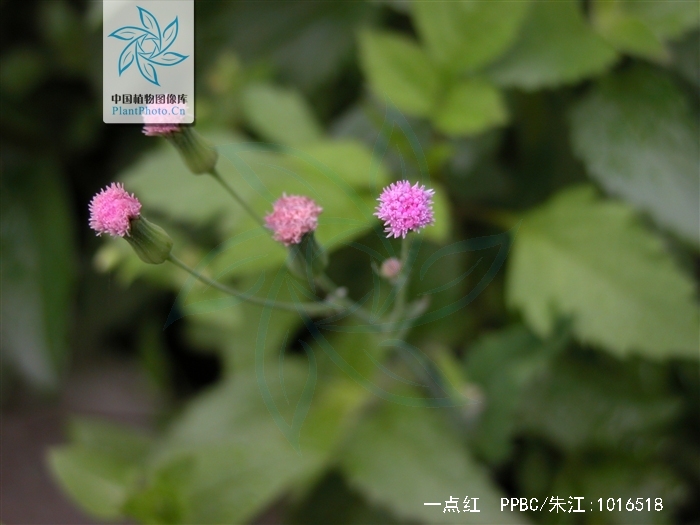  p>一点红(学名: i>emilia sonchifolia  /i>(l.