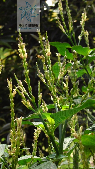  p> b>野靛棵 /b>(学名: i>mananthes patentiflora /i>)是爵床科野靛