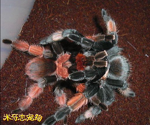 墨西哥红脚蜘蛛