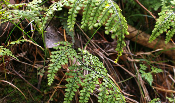  p>白背铁线蕨(学名: i>adiantum davidii /i> franch.