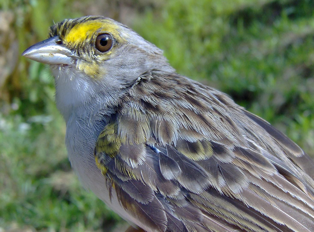 yellow-browed sparrow