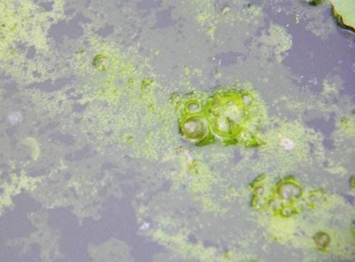 data-lemmaid="5267149">浮游藻类 /a>,包括蓝藻门 ,绿藻门,硅藻门,金