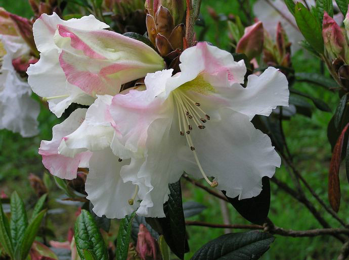  p>薄皮杜鹃(学名: i>rhododendron taronense /i> hutch.