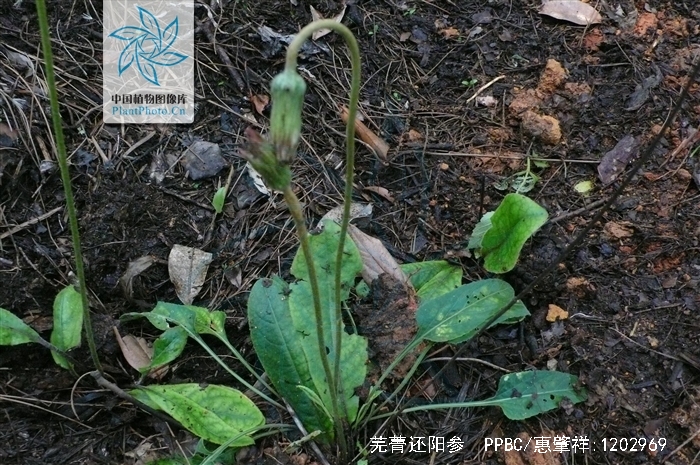  p>芜菁还阳参(学名: i>crepis napifera  /i>(franch.