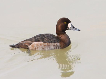  p>斑背潜鸭(学名: i>aythya marila /i>)体长42-47厘米,翼展68-75