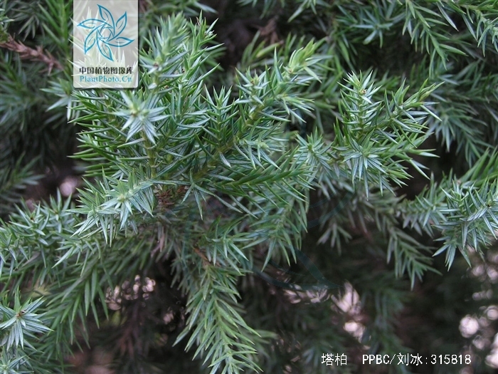 塔柏(学名: i>juniperus chinensis /i> pyramidalis)是柏科,刺柏属