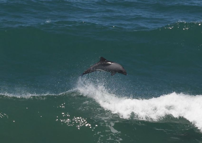 赫氏海豚