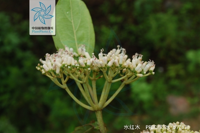  p>水红木(学名: i>viburnum cylindricum /i> buch. -ham. ex d.
