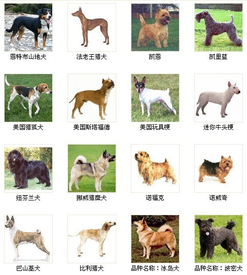 世界名犬