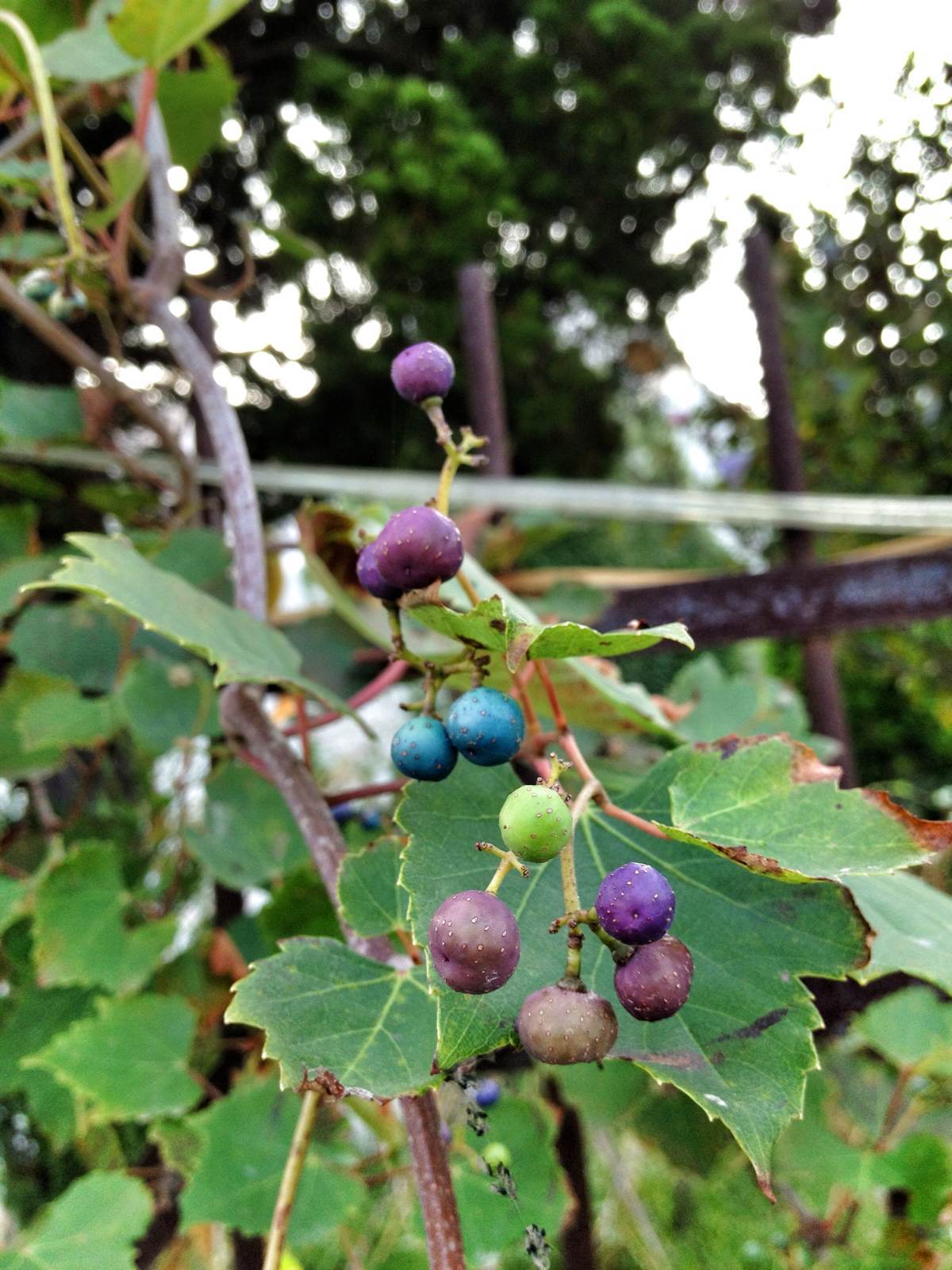  p data-id="tzp8xe2p2bep">野葡萄,是葡萄科葡萄属的木质藤本植物.