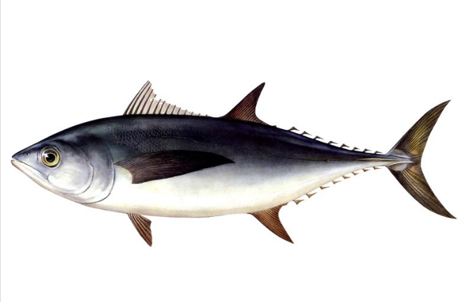  p>青甘金枪鱼(学名: i>thunnus tonggol /i>)是鲭科,金枪鱼属下的一