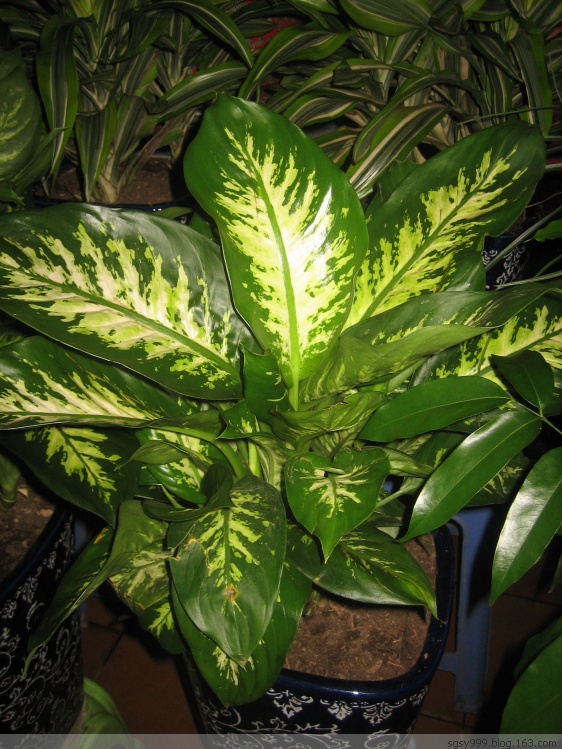  p>大王黛粉叶(dieffenbachia amoena),又名 a href="#" data-lemmaid