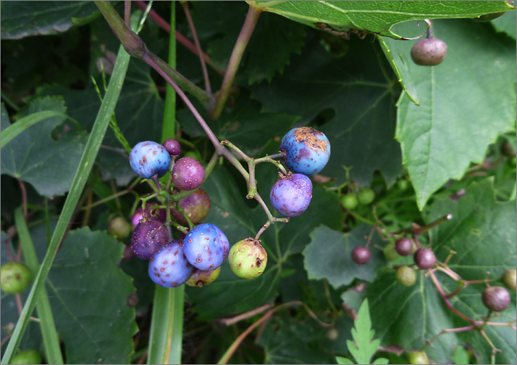  p>葎叶蛇葡萄(学名: i>ampelopsis humulifolia /i>&nbsp;bunge)