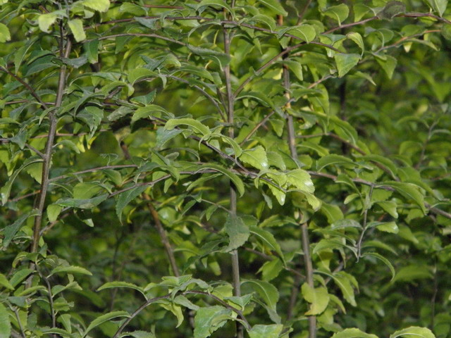  p>秤星树(拉丁学名: i>ilex asprella  /i>(hook. et arn.) champ.