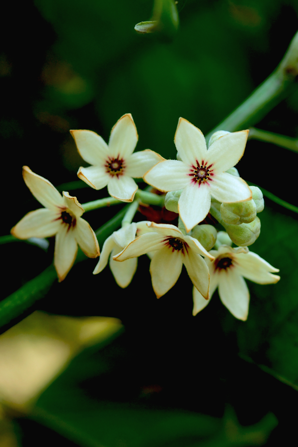  p data-id="go1eb46rsa">可乐果(cola acuminata)是锦葵科,可乐果属