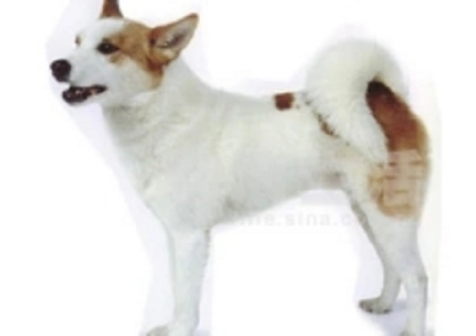 北欧绒毛犬 百度百科