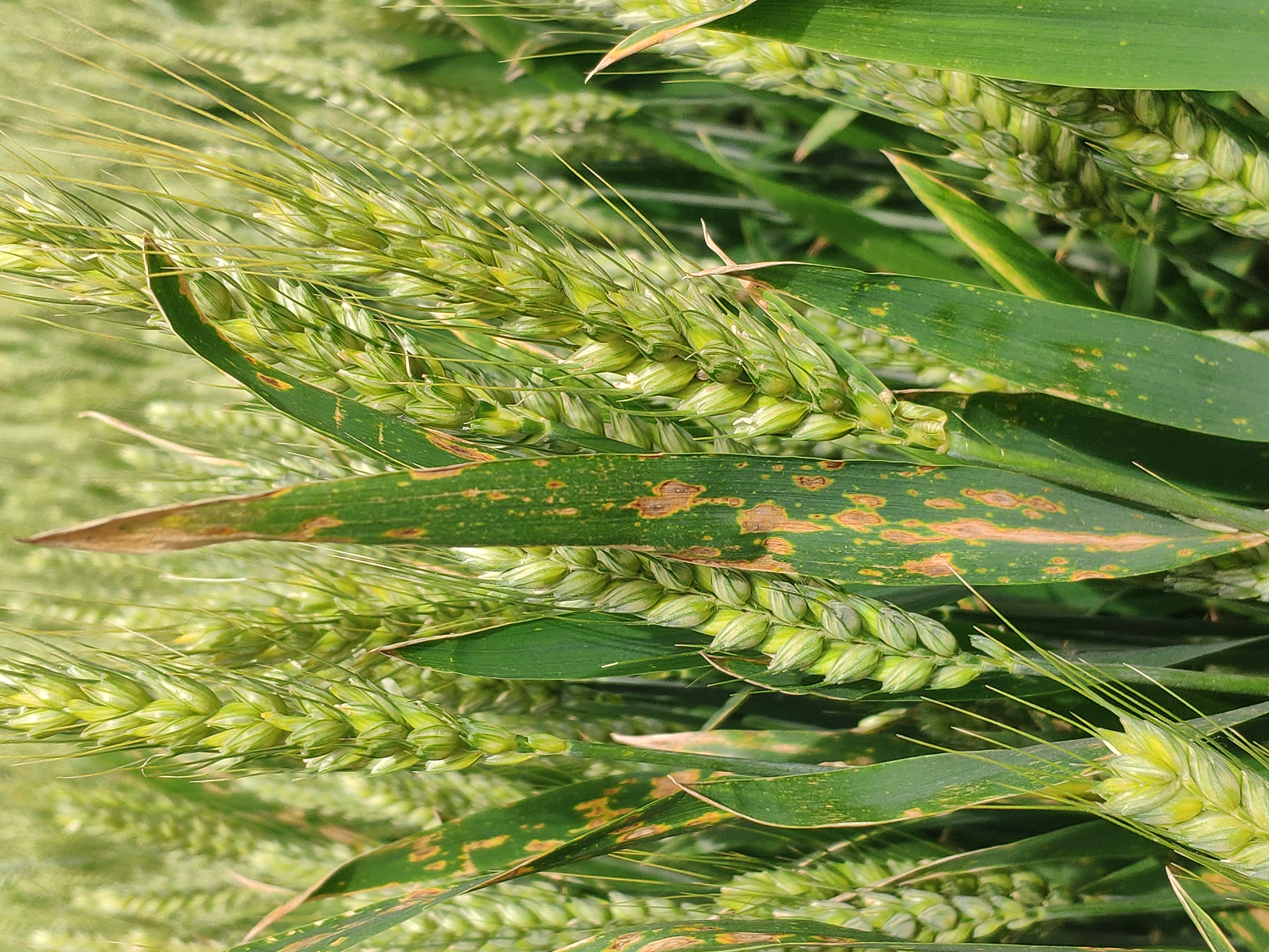  p>小麦链格孢叶枯病又称 a target="_blank" href="/item/小麦叶疫病