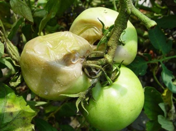 番茄绵腐病