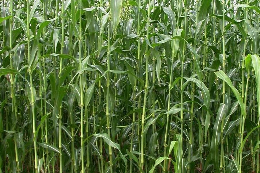  p>高粱属( 学名:sorghum moench )是禾本科下一个属,一年生或多年生