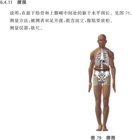 腹围（人体测量术语）_百度百科