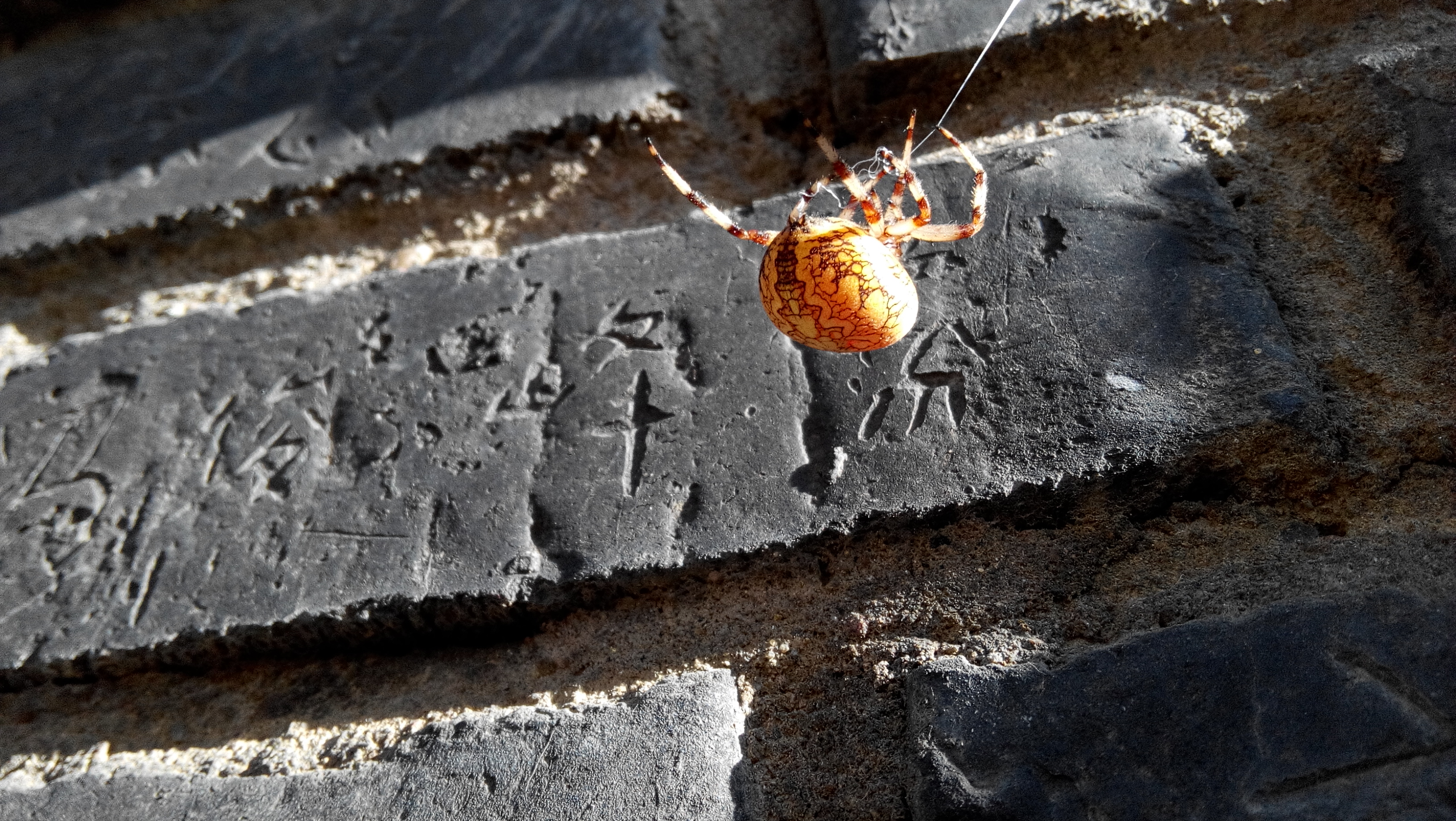  p>花岗园蛛(araneus marmoroides schenkel, 1953)是园蜘科,新园蛛属