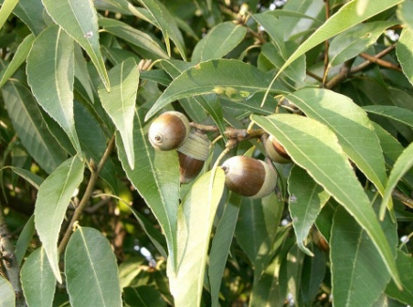 青冈（壳斗科栎属植物）_百度百科