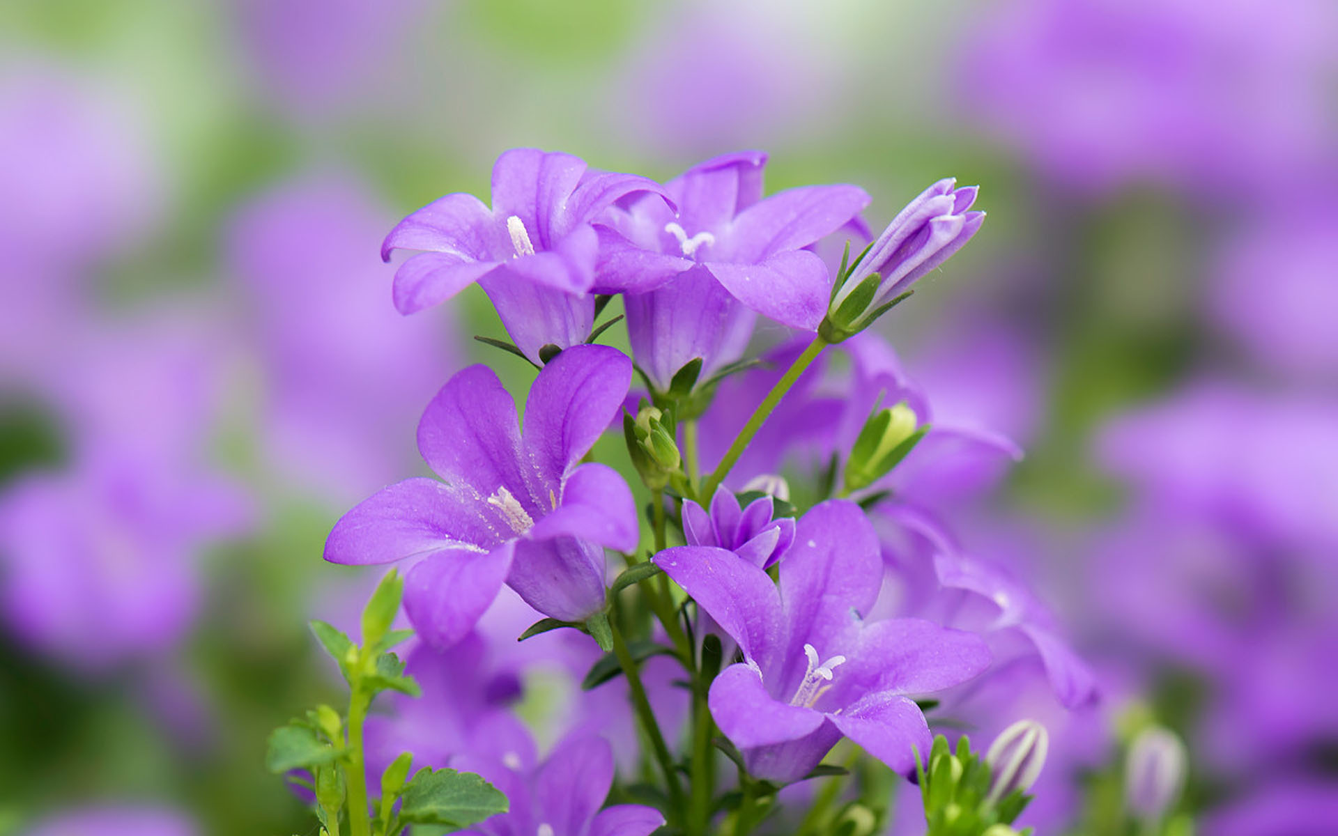 是桔梗科桔梗属的多年生草本植物,根粗壮;植株不分枝,极少数上部分枝