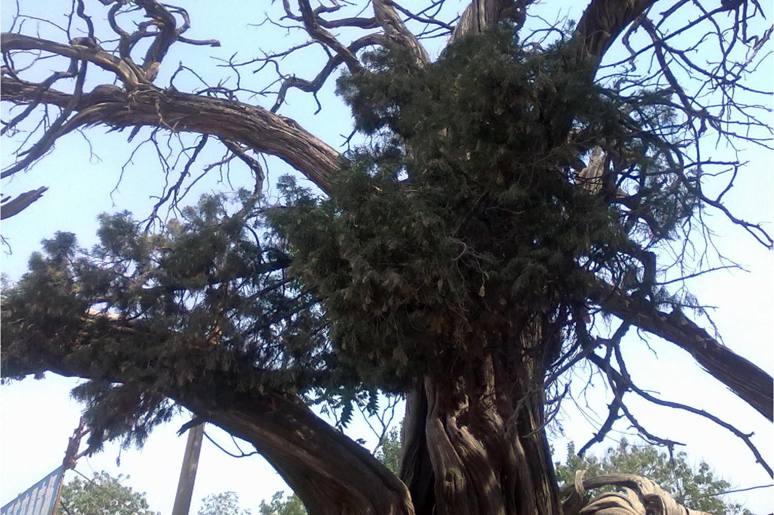 href="/item/柏科/6257393" data-lemmaid="6257393">柏科 /a>植物,于