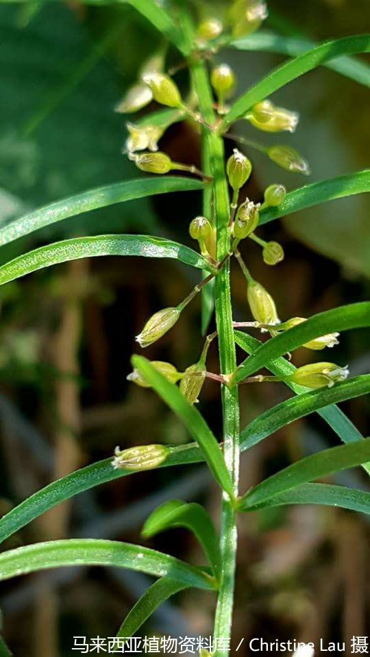 天门冬（天门冬科天门冬属植物）_百度百科