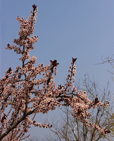 太阳李