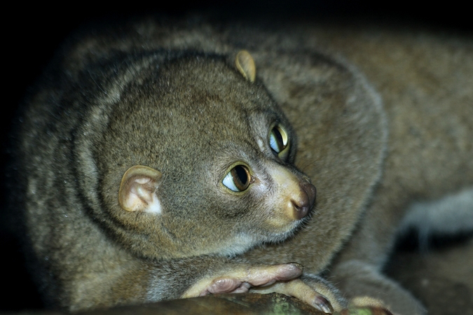  p>西非树熊猴(学名: i>perodicticus potto /i>):是灵长目,懒猴科