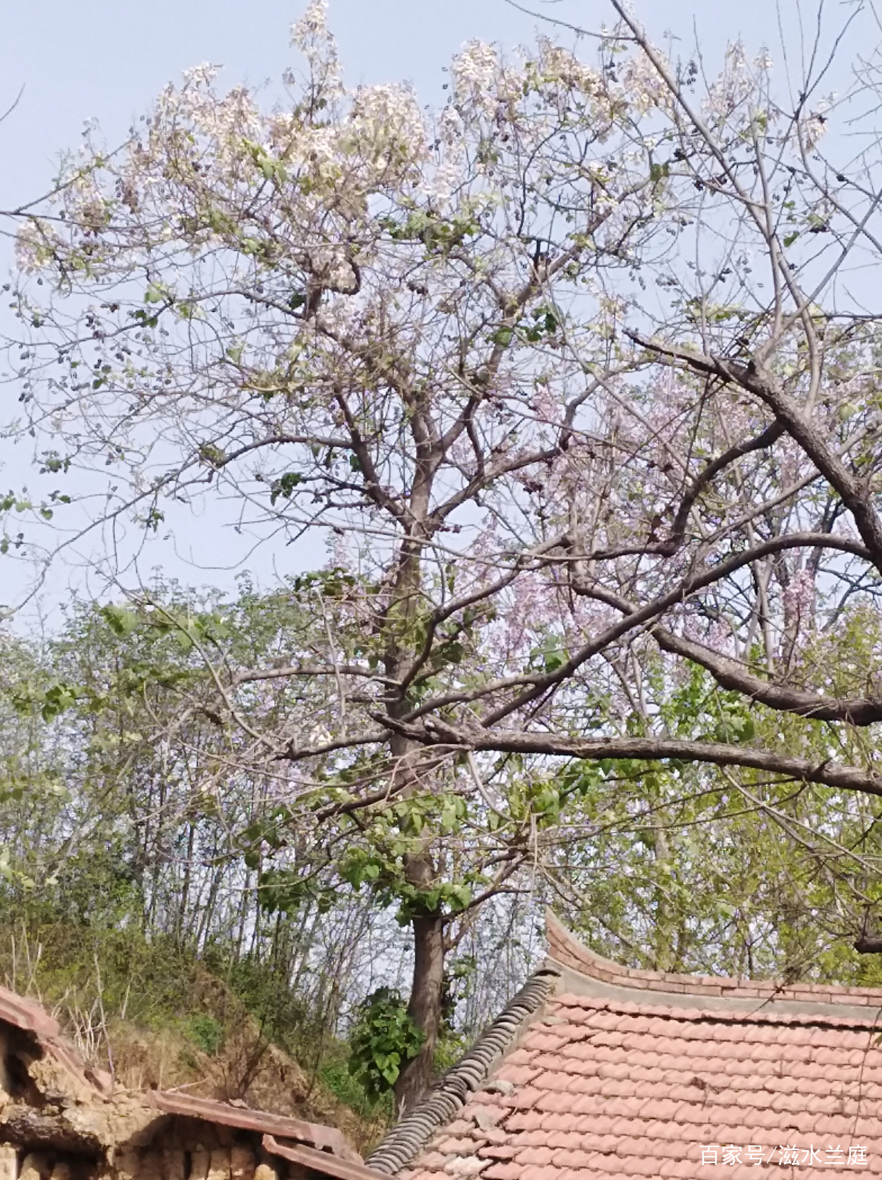 桐树花开了_百科TA说