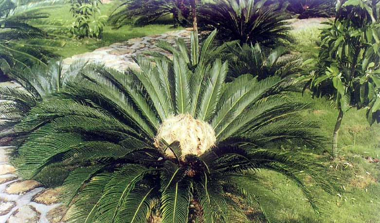  p>棉兰老苏铁是苏铁科苏铁属植物. /p>