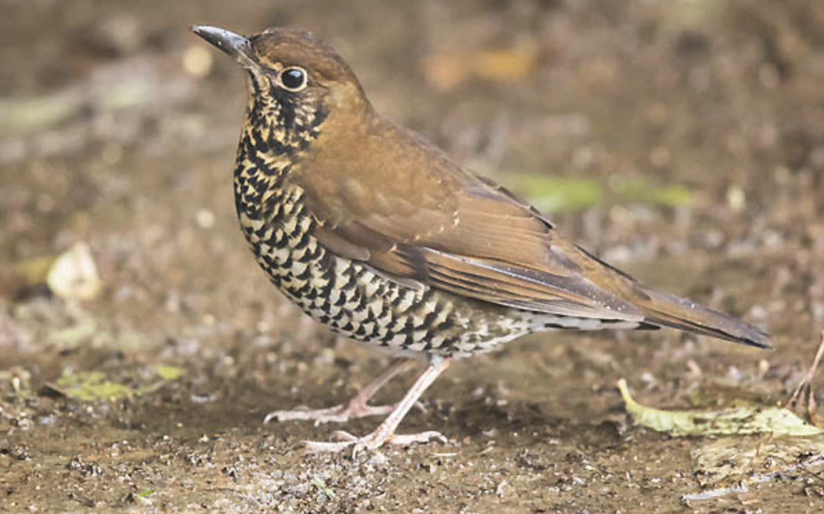  p>光背地鸫(学名: i>zoothera mollissima /i>)是鸫科,地鸫属中型