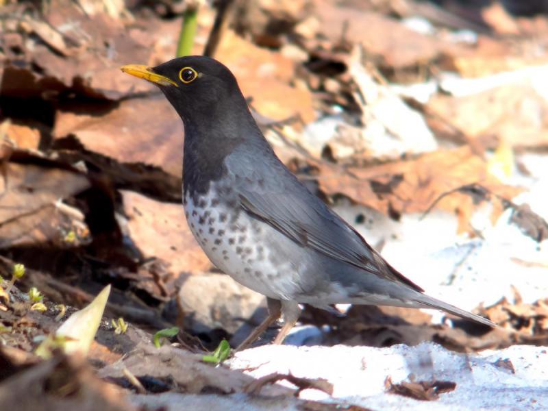  i>turdus cardis /i>)是鸫科,鸫属中型鸟类,体长20-23厘米