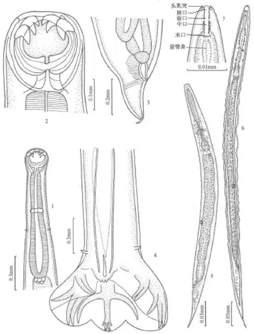 斯里兰卡钩口线虫